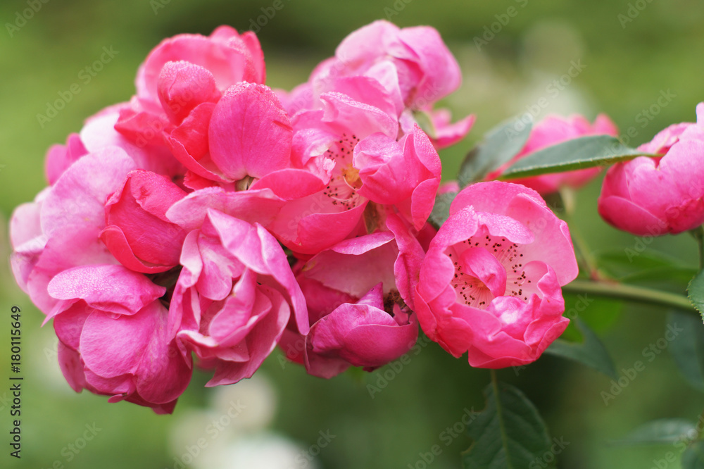 beautiful pink roses with stamens beautiful pink roses with stamens
