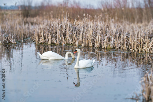 Two mute swans in the pond in early spring