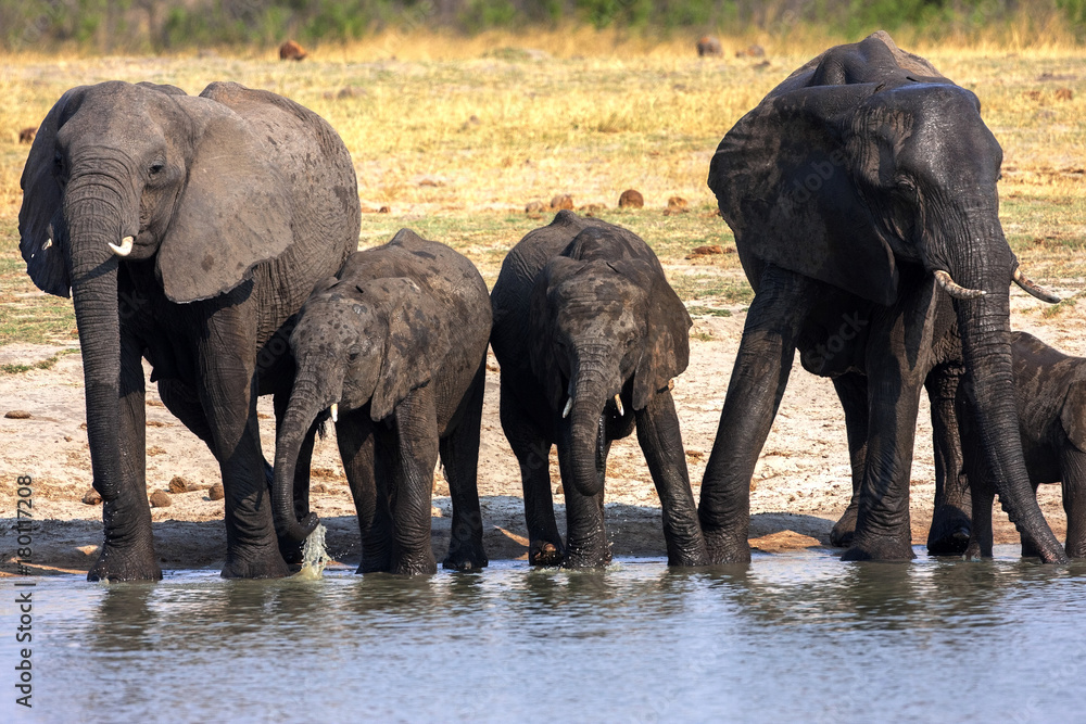 Fototapeta premium African elephant herd, Loxodonta africana, at waterhole, Hwange National Park, Zimbabwe