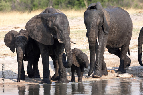 African elephant herd  Loxodonta africana  at waterhole  Hwange National Park  Zimbabwe