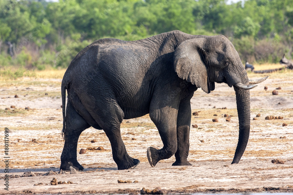 Fototapeta premium African elephant, Loxodonta africana, at waterhole, Hwange National Park, Zimbabwe