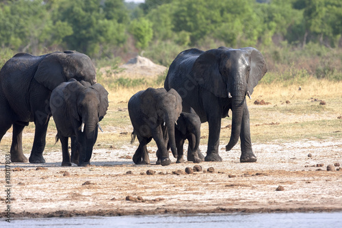 African elephant herd  Loxodonta africana  at waterhole  Hwange National Park  Zimbabwe