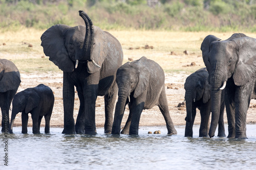 African elephant herd, Loxodonta africana, at waterhole, Hwange National Park, Zimbabwe