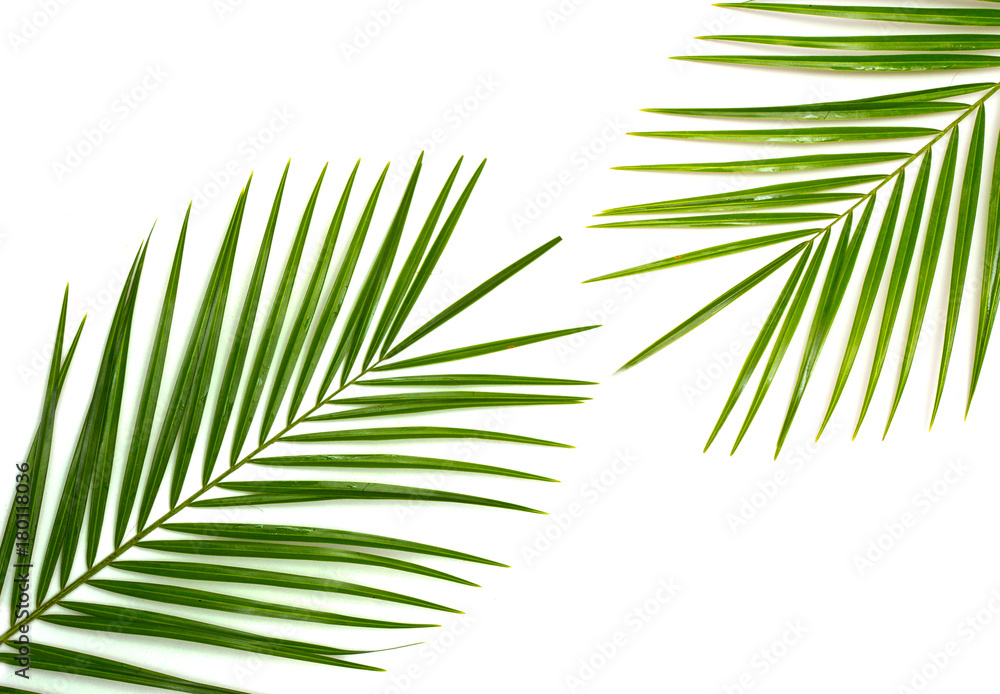 Fototapeta premium Tropical palm leaf on a white background 