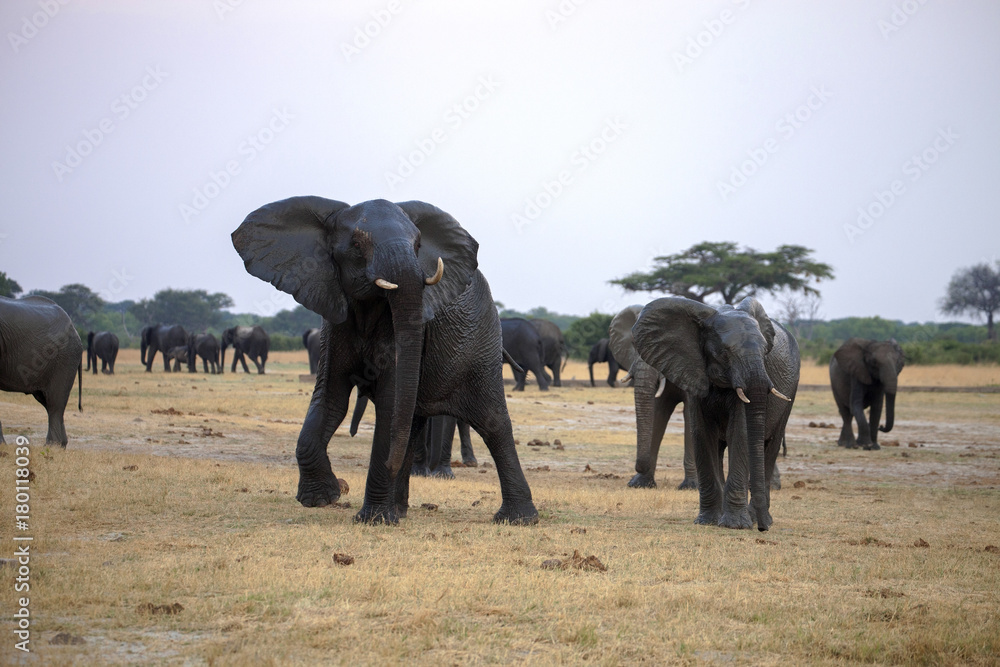 Fototapeta premium nervous African elephant, Loxodonta africana, Hwange National Park, Zimbabwe
