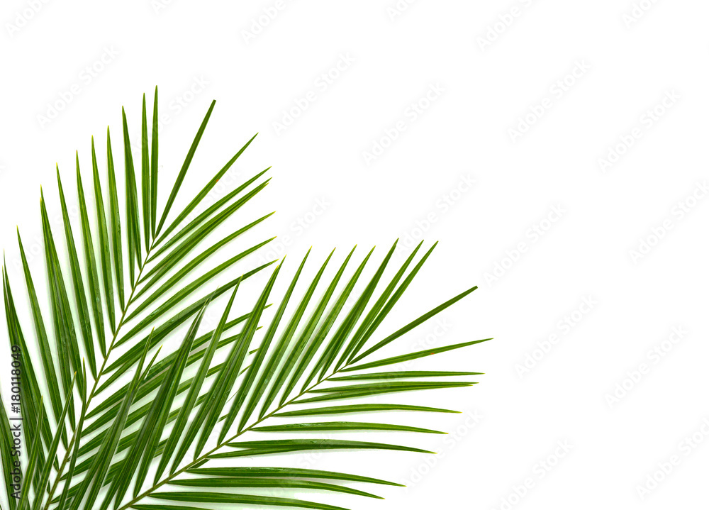 Tropical palm leaf on a white background
 - obrazy, fototapety, plakaty 