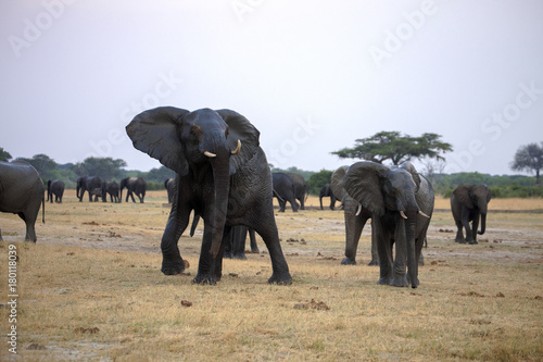 nervous African elephant, Loxodonta africana, Hwange National Park, Zimbabwe