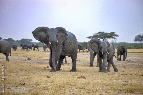 nervous African elephant  Loxodonta africana   Hwange National Park  Zimbabwe