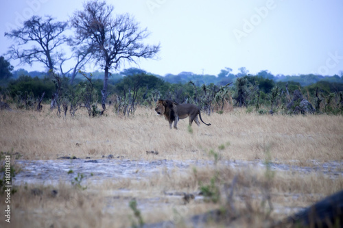 Southwest African lion  Panthera leo bleyenberghi  Hwange National Park  Zimbabwe