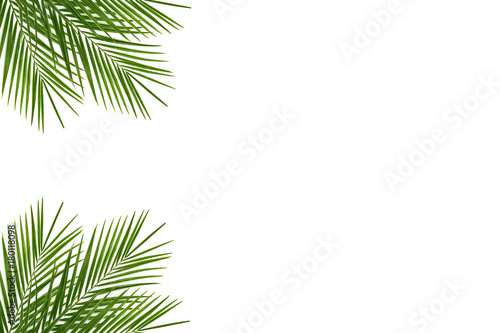 Tropical palm leaf on a white background  