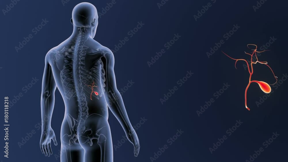 Gallbladder zoom with Skeleton Body Gallbladder zoom with Skeleton Body