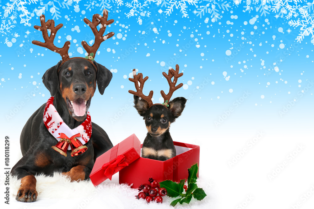 Naklejka premium big dog deer puppie horn scarf bells dobermann black lays white background isolate