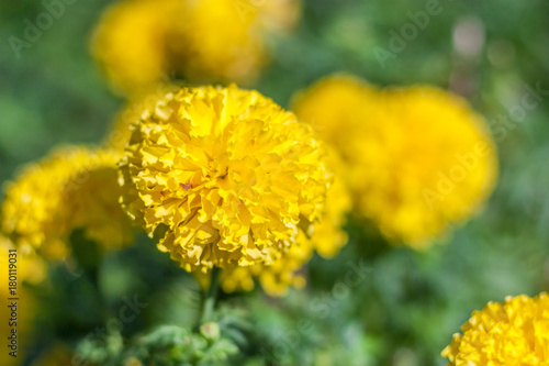 yellow Marigold flowers