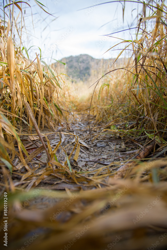 Fototapeta premium Pfad zwischen Grashalmen im Herbst, Froschperspektive