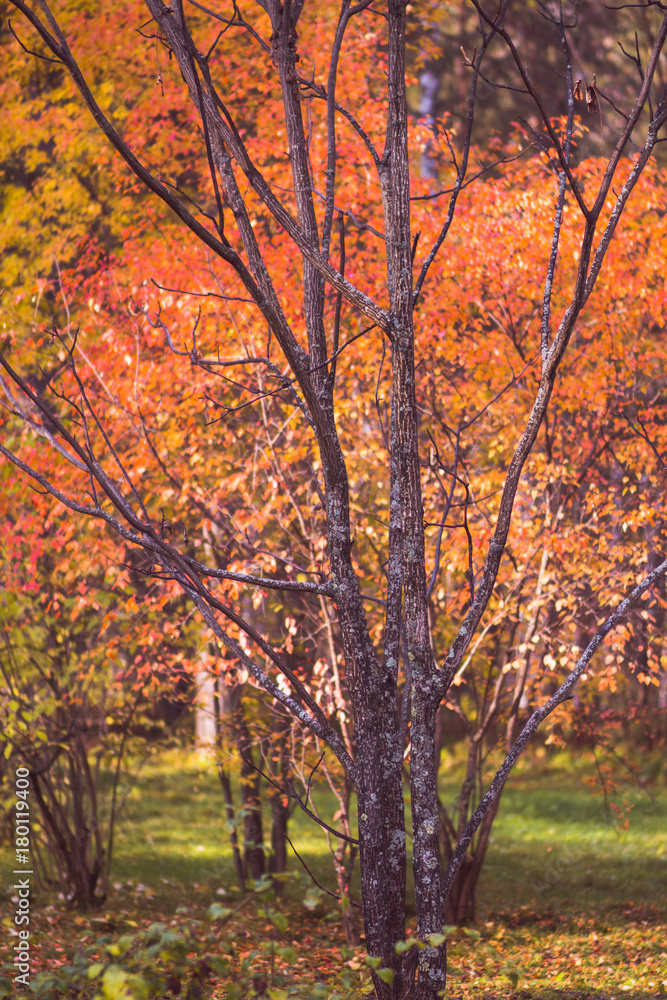 Beautiful autumn forest with different trees. Toned image.