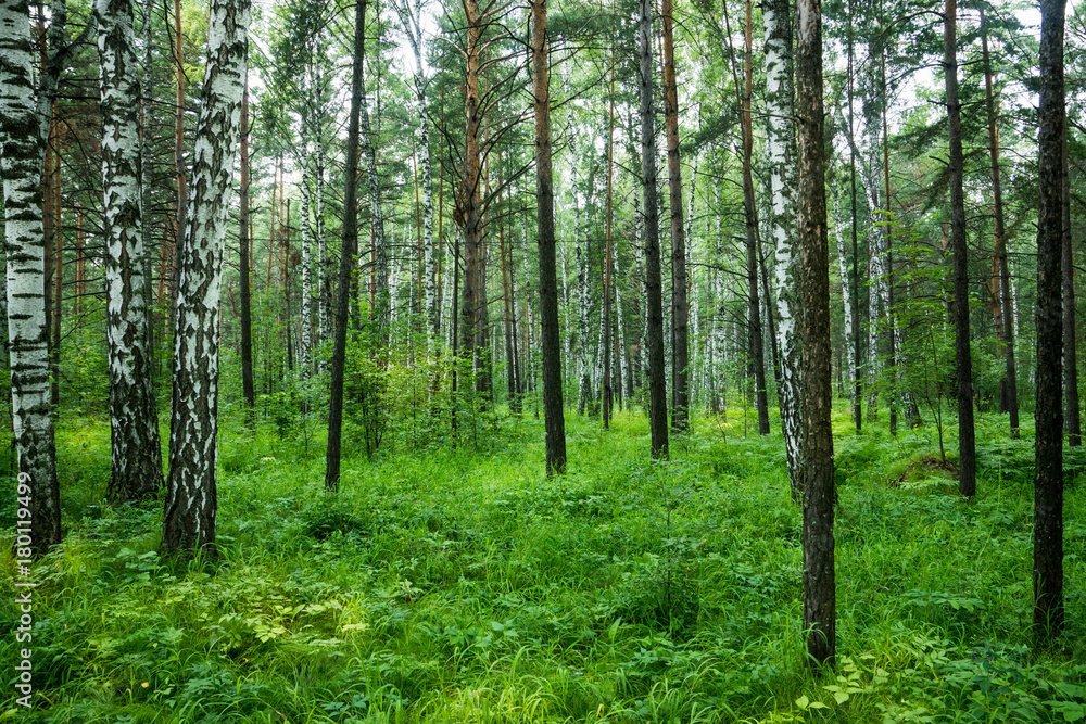 Beautiful summer forest with different trees Beautiful summer forest with different trees