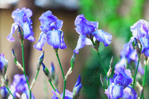 Fototapeta Naklejka Na Ścianę i Meble -  Several flowers of lilac iris on blurred background