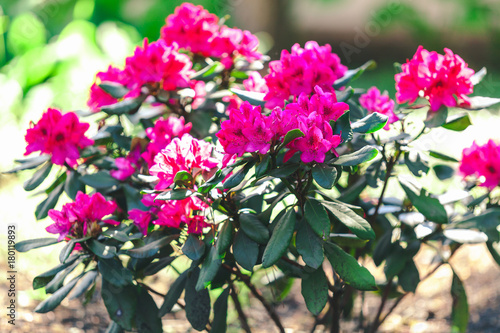 Wallpaper Mural Red rhododendron flowers on green bush Torontodigital.ca