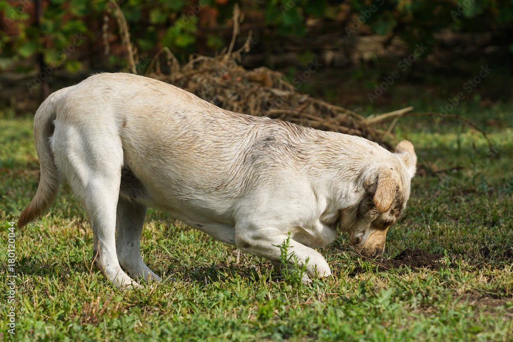 labrador digging labrador digging