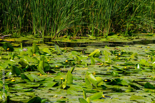 Yellow water flowers  Nuphar Lutea 