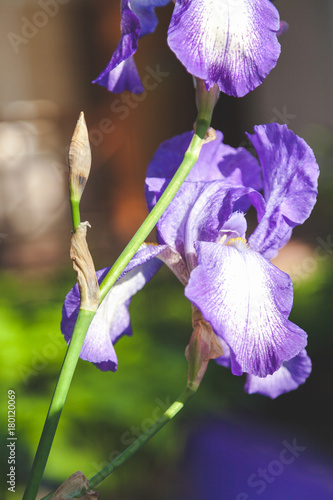 Fototapeta Naklejka Na Ścianę i Meble -  beautiful lilac flower iris closeup