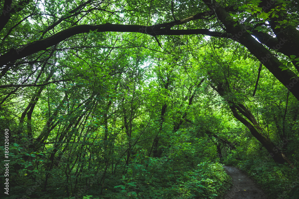 Beautiful summer forest with different trees Beautiful summer forest with different trees