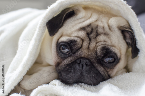 small dog breed pug laying  under towel © Alex_Zh