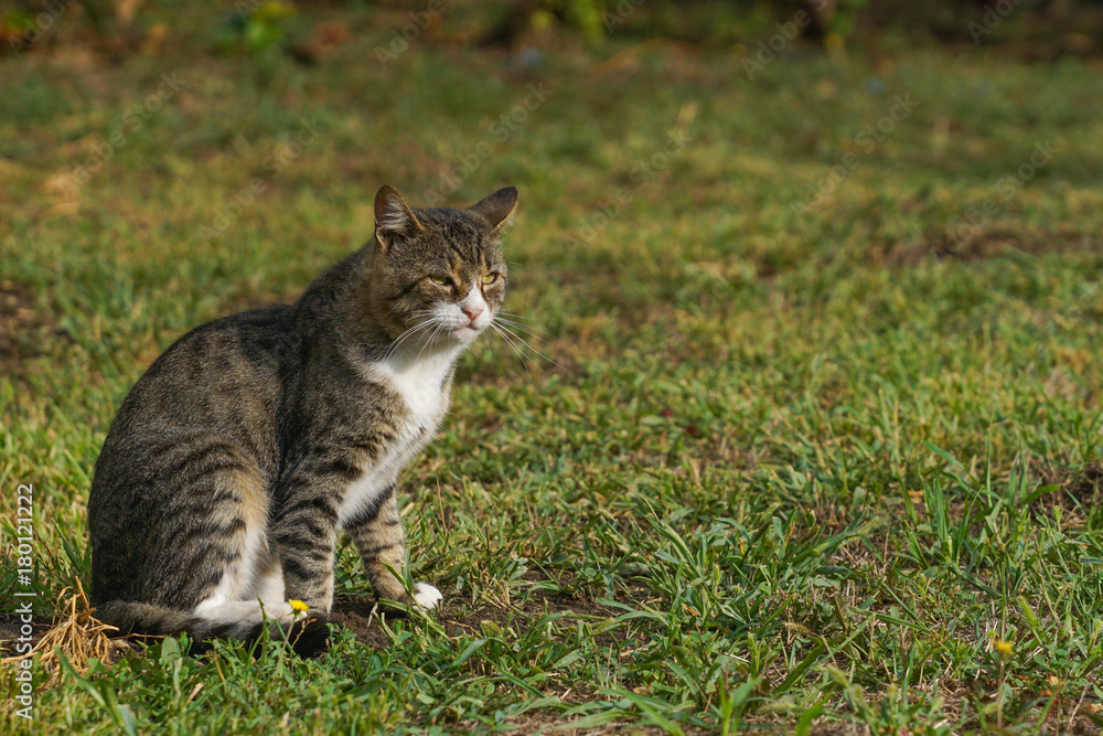 Cat on grass 