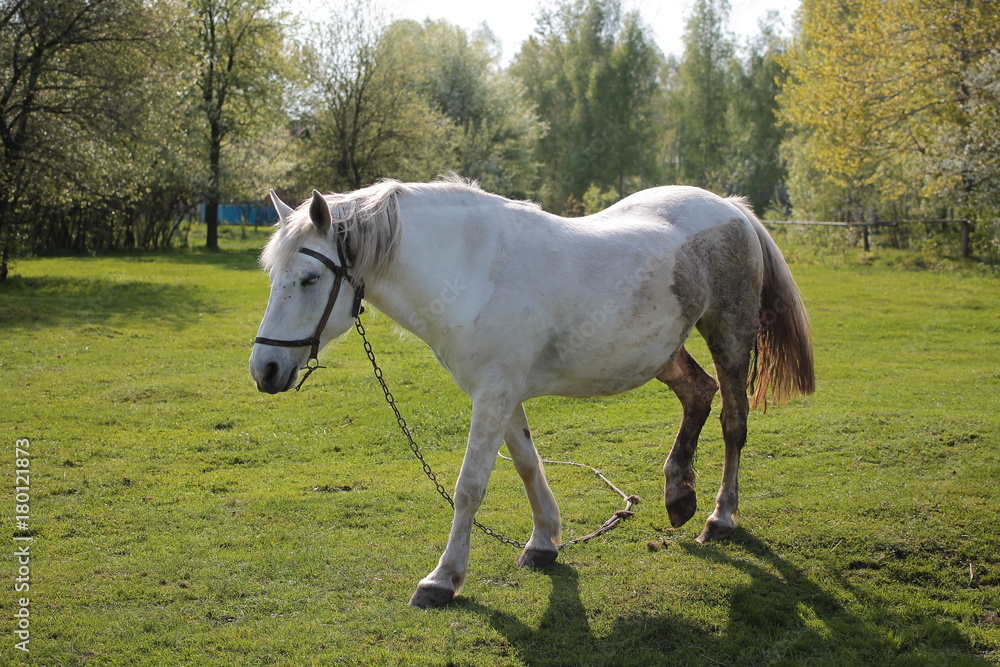 Horse on the pasture in the countryside Horse on the pasture in the countryside