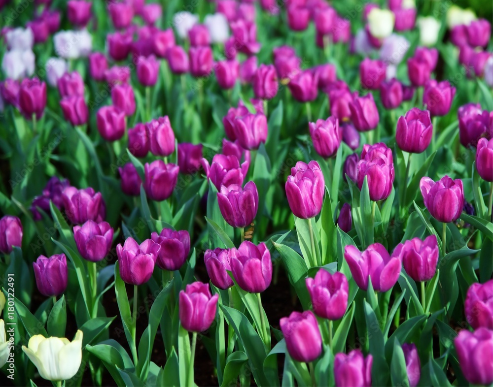 Group of purple tulips garden background