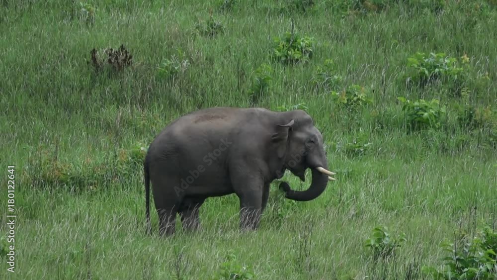 Elephant with tusk is walking through the grassland at Khao Yai National Park Thailand Elephant with tusk is walking through the grassland at Khao Yai National Park Thailand