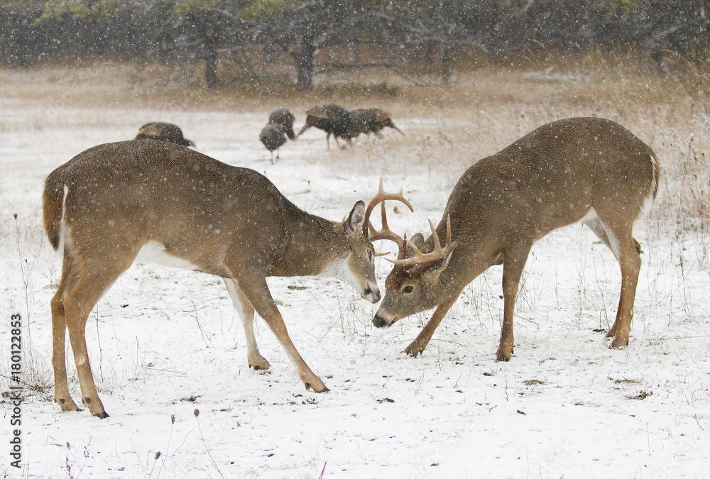 Obraz premium Two white-tailed deer bucks fighting each other on a snowy day in Ottawa, Canada