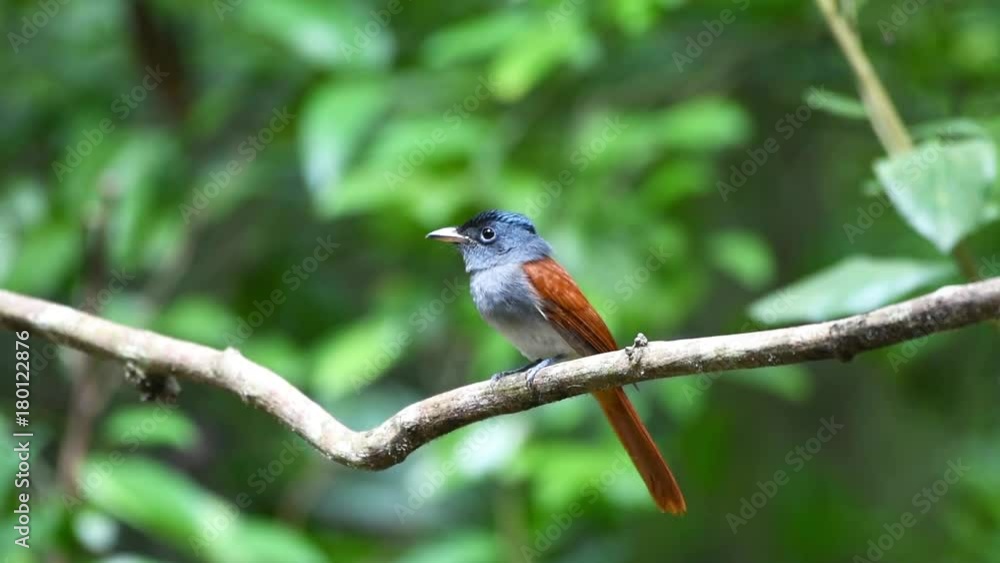 Paradise flycatcher standing on branch. National Park, Thailand. Paradise flycatcher standing on branch. National Park, Thailand.