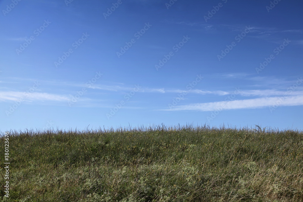 Littoral et dune en fleurs.