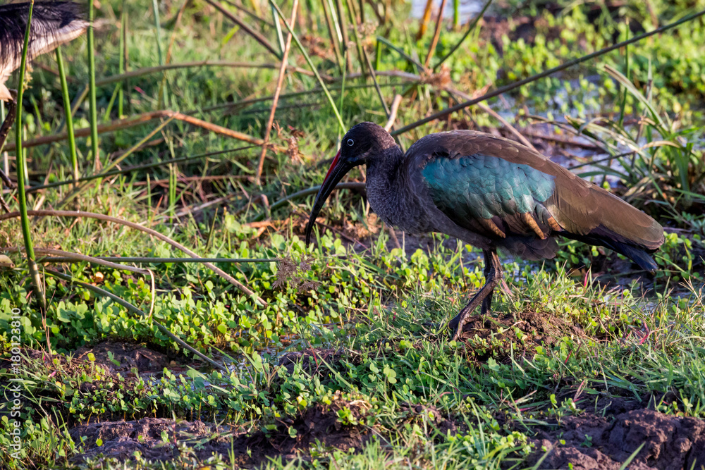Naklejka premium Hagedasch (Bostrychia hagedash)