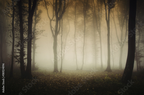 autumn in forest, misty landscape