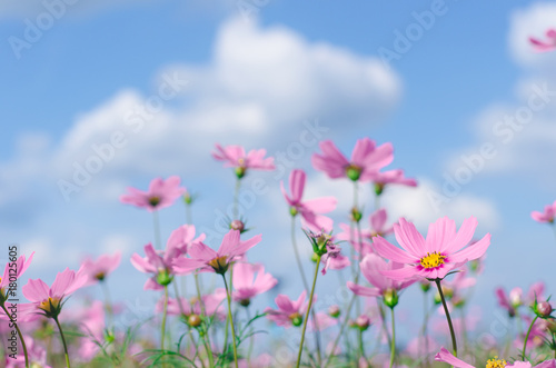 Pink and white cosmos flowers garden.