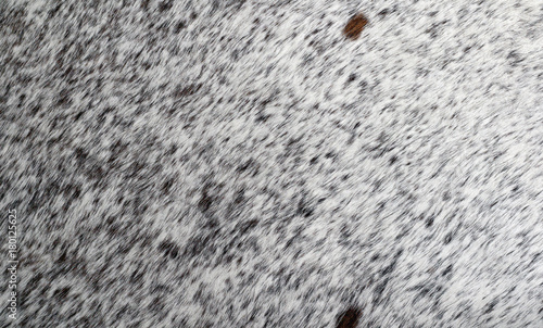 Zebu silver cowhide leather and hair details