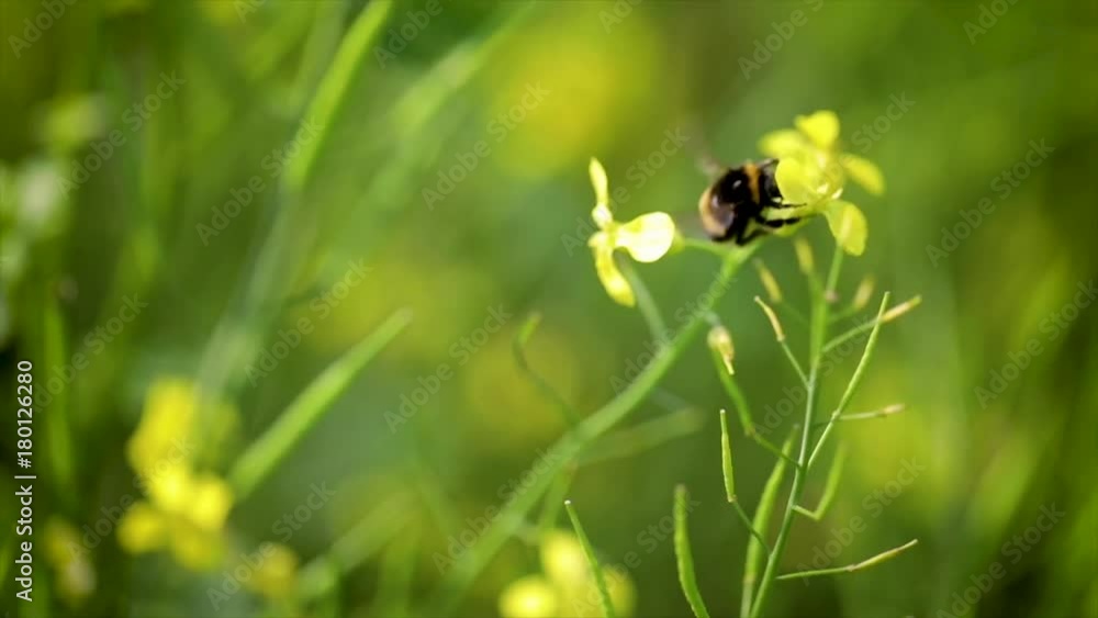 Bee collects nectar from mustard rapeseed flower slow motion. Bee collects nectar from mustard rapeseed flower slow motion.