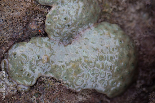 The Alcyonacea, or soft corals, are an order of corals which do not produce calcium carbonate skeletons in sea for education. photo