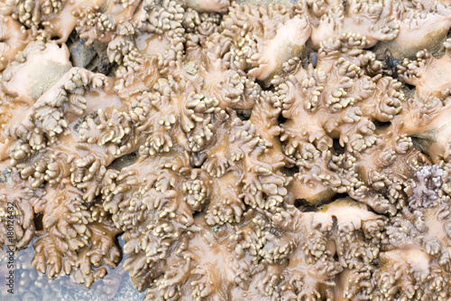 The Alcyonacea, or soft corals, are an order of corals which do not produce calcium carbonate skeletons in sea for education.