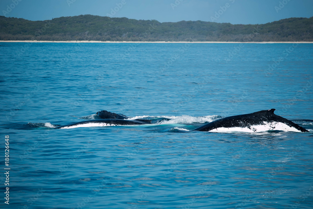Fototapeta premium Humpback Whales