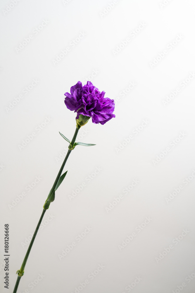 Fototapeta premium カーネーション