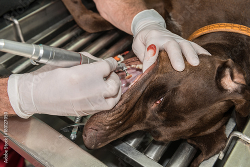 Le vétérinaire chirurgien effectue un détartrage et des soins dentaires sur un chien, un chat. Le détartrage est réalisé sous anesthésie photo