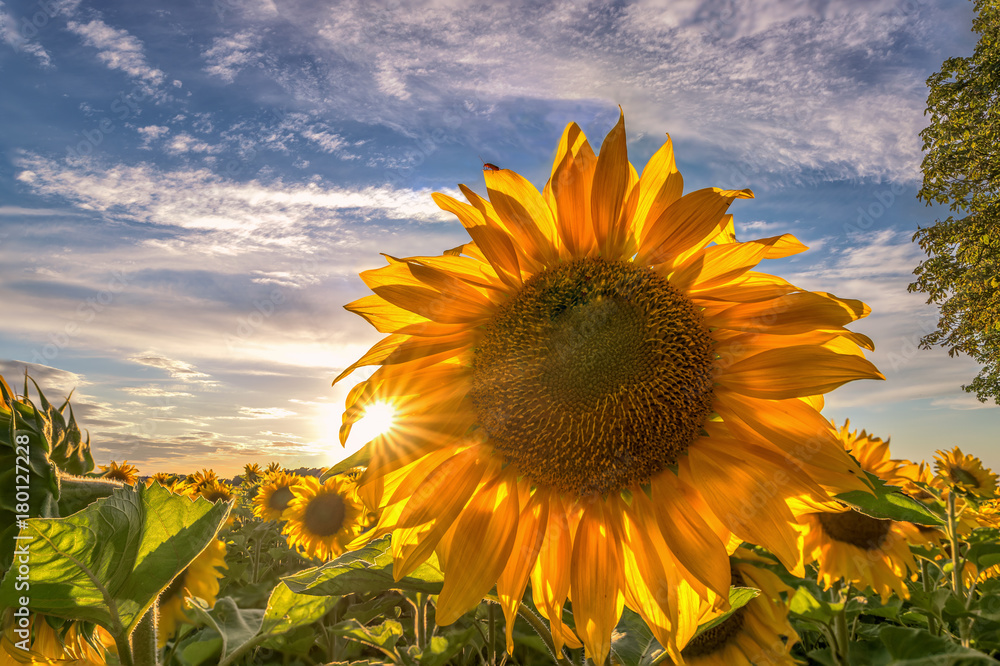 Obraz premium Closeup of a beautiful sunflower (Helianthus annuusin) backlit by the sun.
