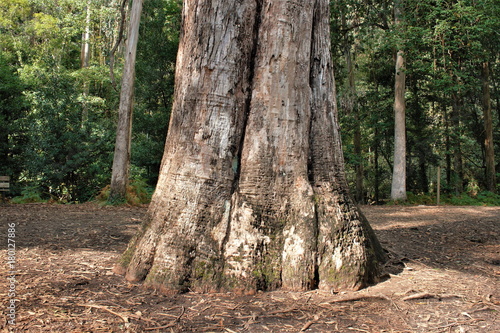  the grandfather, the largest giant eucalyptus in Europe, Natural Park of Souto da Retorta, Lugo, Galicia, Spain, A walk in the woods photo