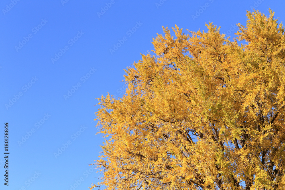 Fototapeta premium 黄金色のイチョウ