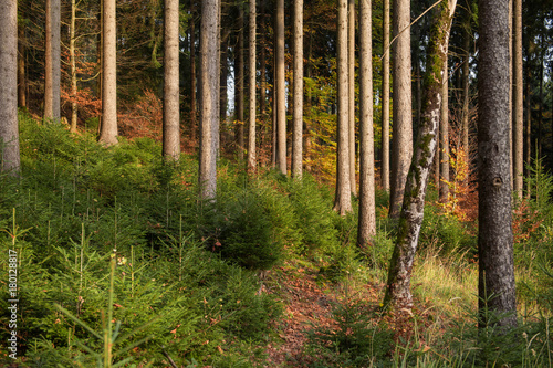 Jungwald zwischen alten B  umen.