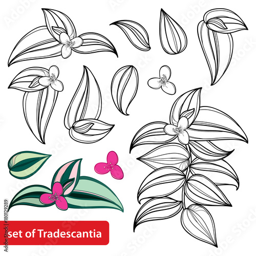 Vector set with outline Tradescantia zebrina flower or Inch plant or Wandering Jew flower, bunch and leaf isolated on white background. Houseplant in contour for summer design and coloring book.