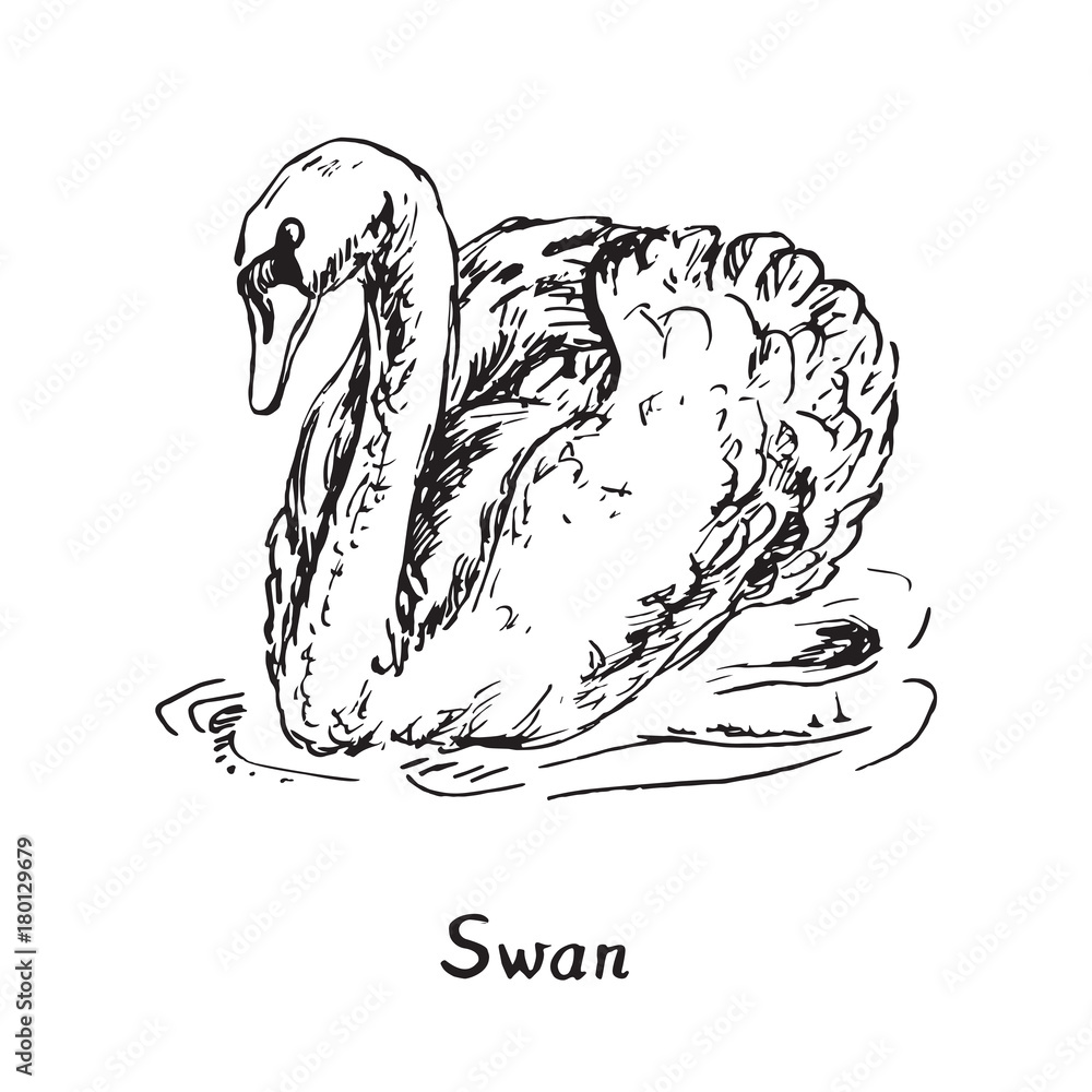 Swan, hand drawn doodle sketch with inscription, vector illustration Swan, hand drawn doodle sketch with inscription, vector illustration